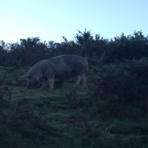 cerdo